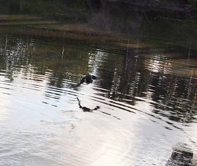 [The back end of a duck flying about 12-18 inches above the water.]